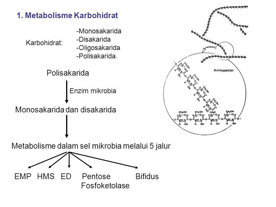 1. Metabolisme Karbohidrat