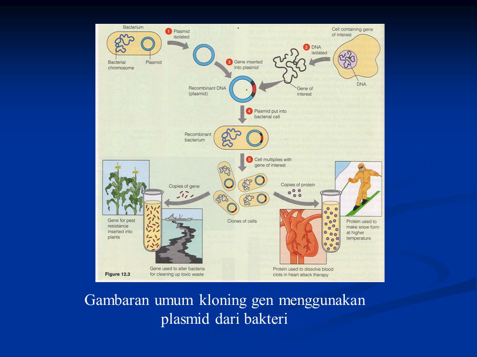 Gambaran umum kloning gen menggunakan plasmid dari bakteri