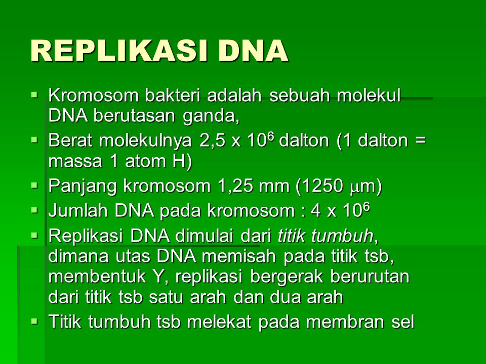 REPLIKASI DNA Kromosom bakteri adalah sebuah molekul DNA berutasan ganda, Berat molekulnya 2,5 x 106 dalton (1 dalton = massa 1 atom H)