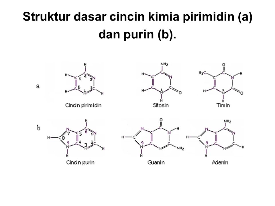 Struktur dasar cincin kimia pirimidin (a) dan purin (b).
