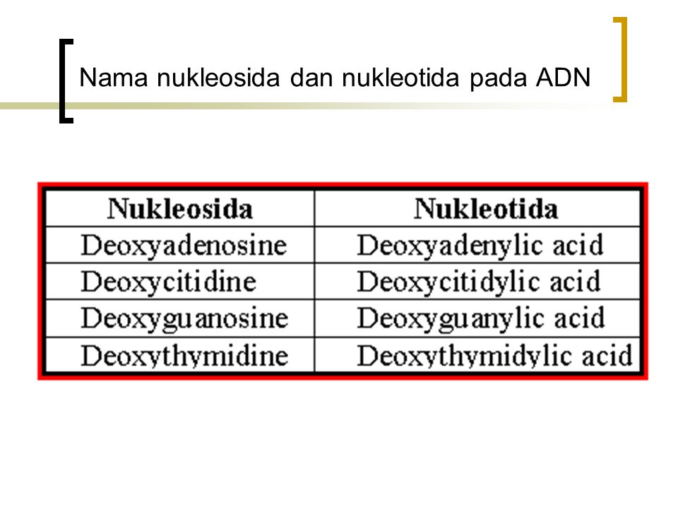 Nama nukleosida dan nukleotida pada ADN