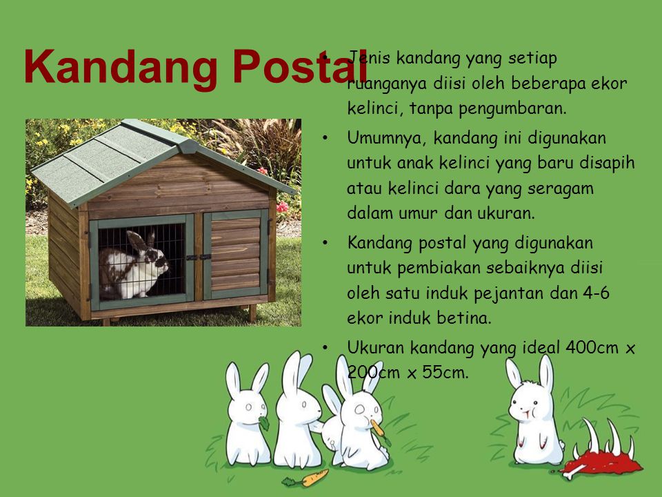 Kandang Postal Jenis kandang yang setiap ruanganya diisi oleh beberapa ekor kelinci, tanpa pengumbaran.