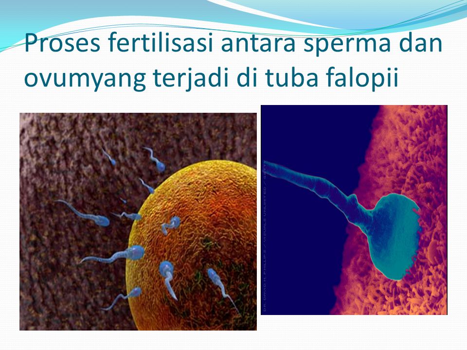 Proses fertilisasi antara sperma dan ovumyang terjadi di tuba falopii