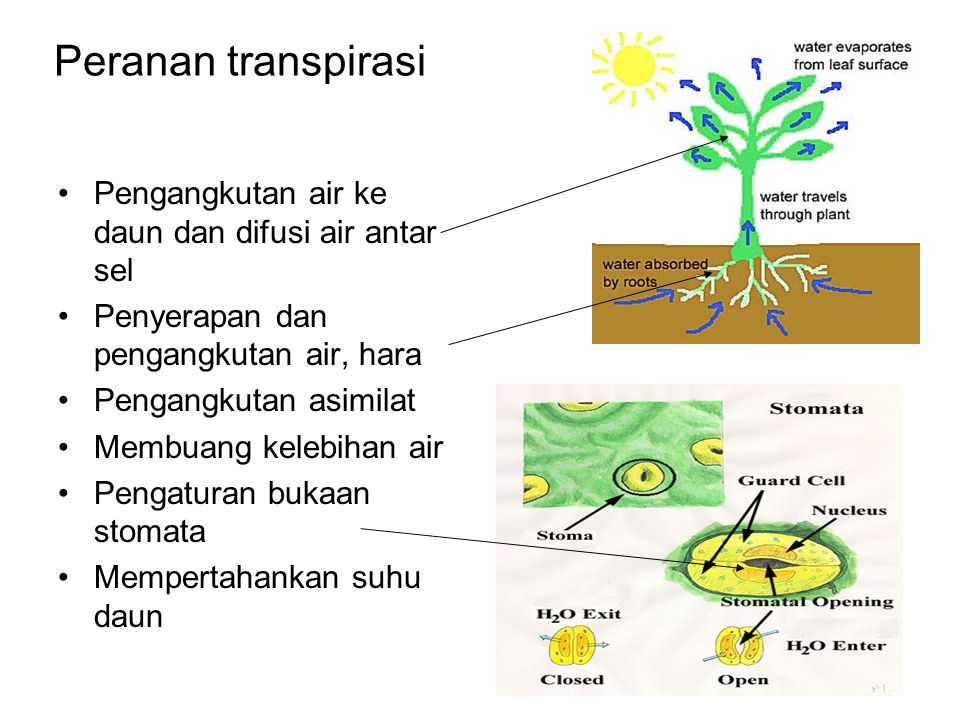 Peranan transpirasi Pengangkutan air ke daun dan difusi air antar sel