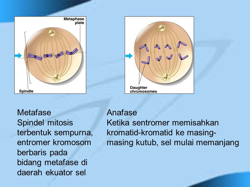 Metafase Spindel mitosis terbentuk sempurna, entromer kromosom berbaris pada bidang metafase di daerah ekuator sel.