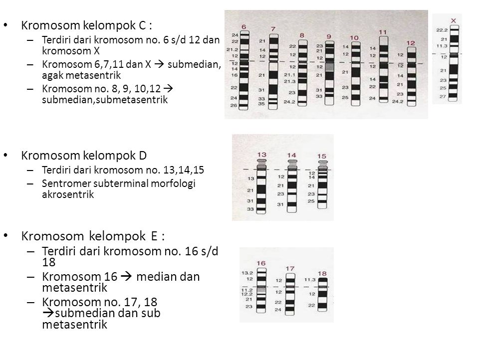 Kromosom kelompok E : Kromosom kelompok C : Kromosom kelompok D