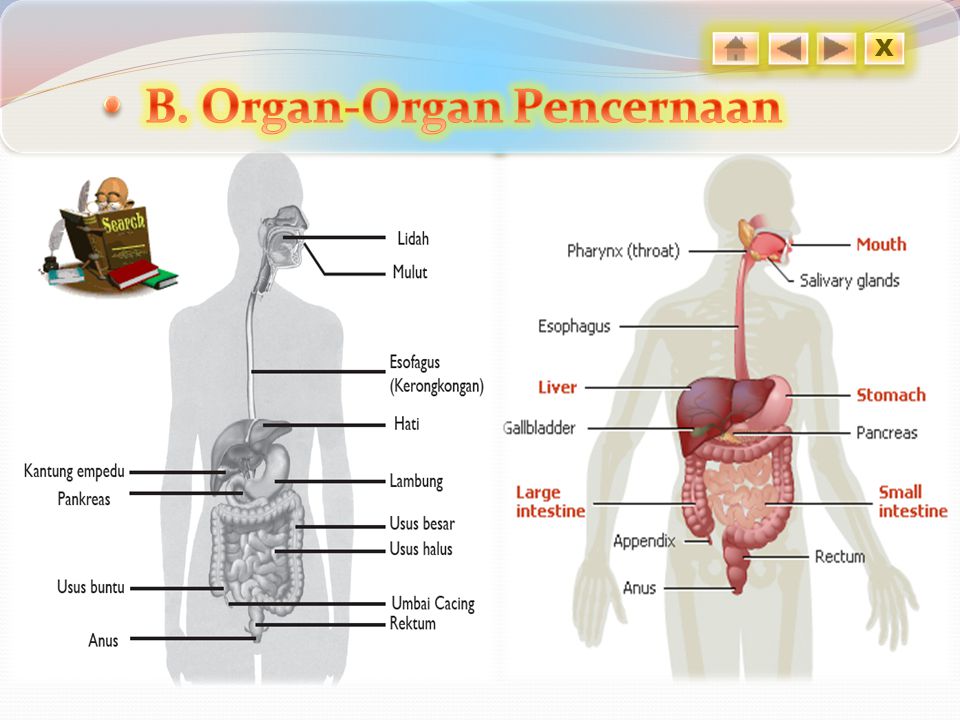 B. Organ-Organ Pencernaan