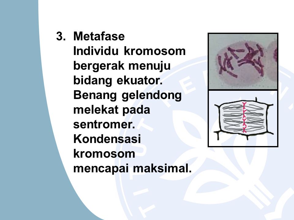 3. Metafase Individu kromosom bergerak menuju bidang ekuator.