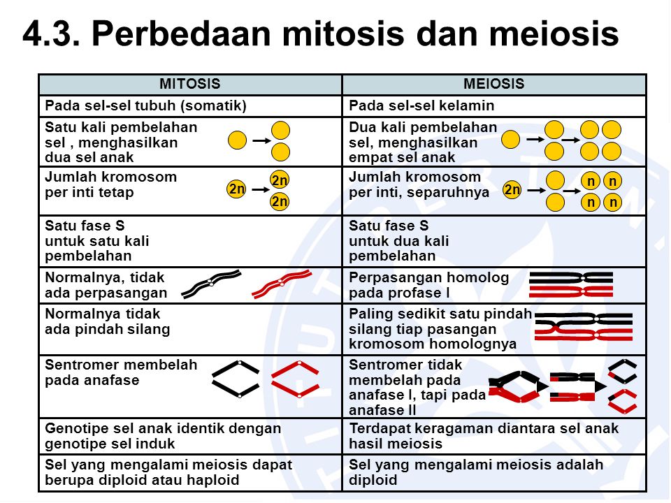 4.3. Perbedaan mitosis dan meiosis