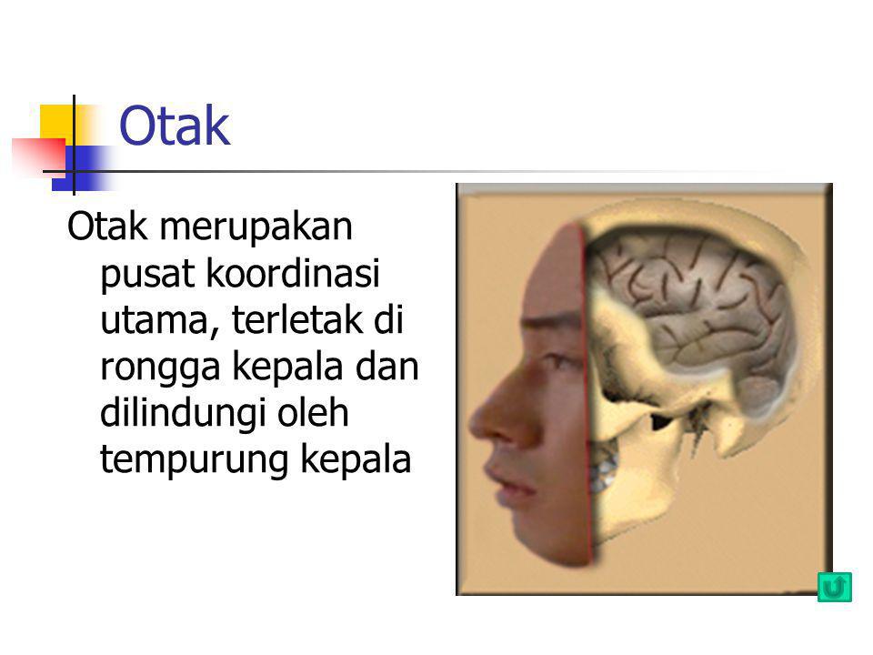 Otak Otak merupakan pusat koordinasi utama, terletak di rongga kepala dan dilindungi oleh tempurung kepala.