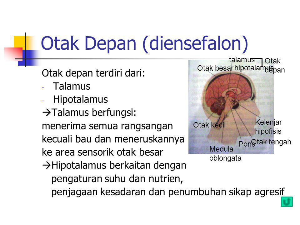Otak Depan (diensefalon)