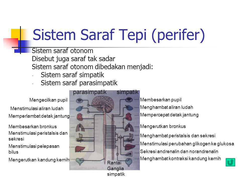 Sistem Saraf Tepi (perifer)