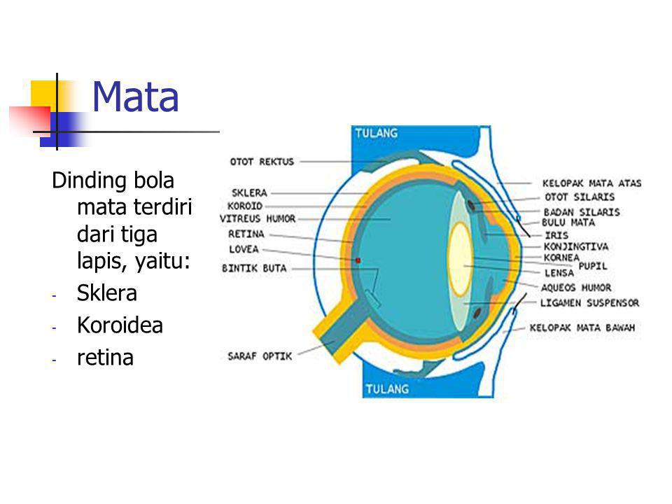 Mata Dinding bola mata terdiri dari tiga lapis, yaitu: Sklera Koroidea