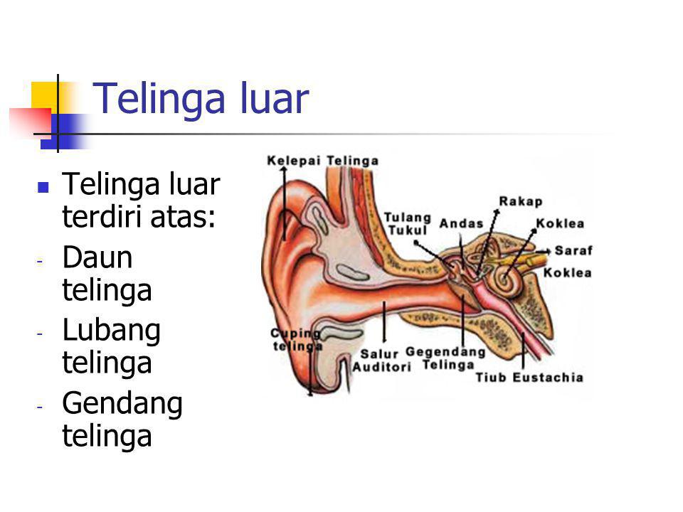 Telinga luar Telinga luar terdiri atas: Daun telinga Lubang telinga