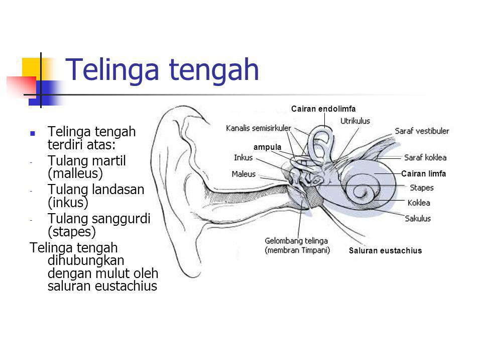 Telinga tengah Telinga tengah terdiri atas: Tulang martil (malleus)