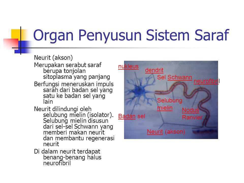 Organ Penyusun Sistem Saraf