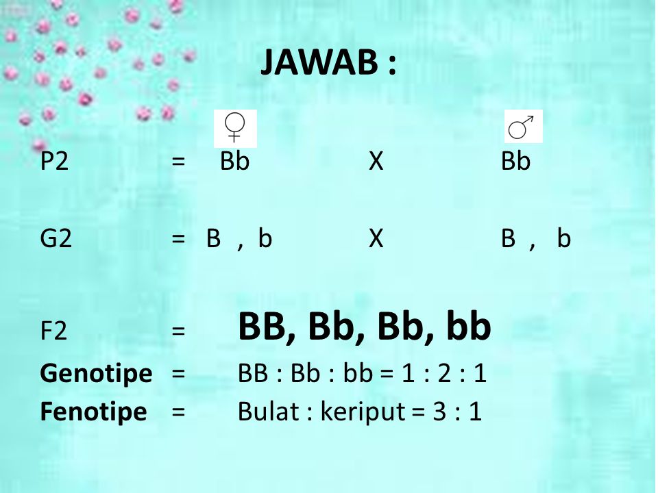 JAWAB : P2 = Bb X Bb G2 = B , b X B , b F2 = BB, Bb, Bb, bb Genotipe = BB : Bb : bb = 1 : 2 : 1 Fenotipe = Bulat : keriput = 3 : 1