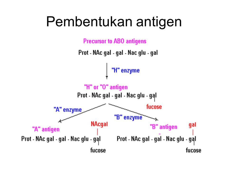 Pembentukan antigen
