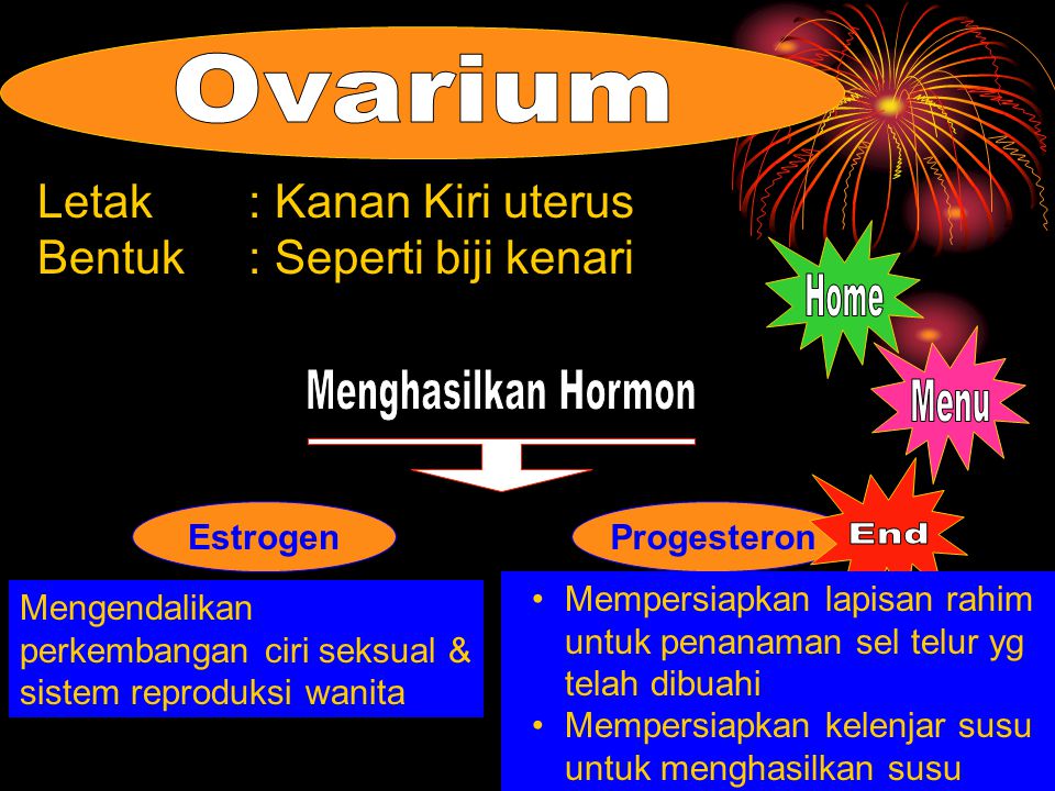 Ovarium Home Menghasilkan Hormon Menu End Letak : Kanan Kiri uterus