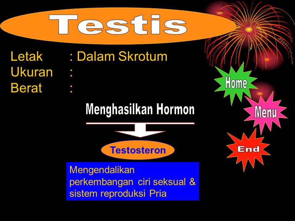 Testis Home Menghasilkan Hormon Menu End Letak : Dalam Skrotum
