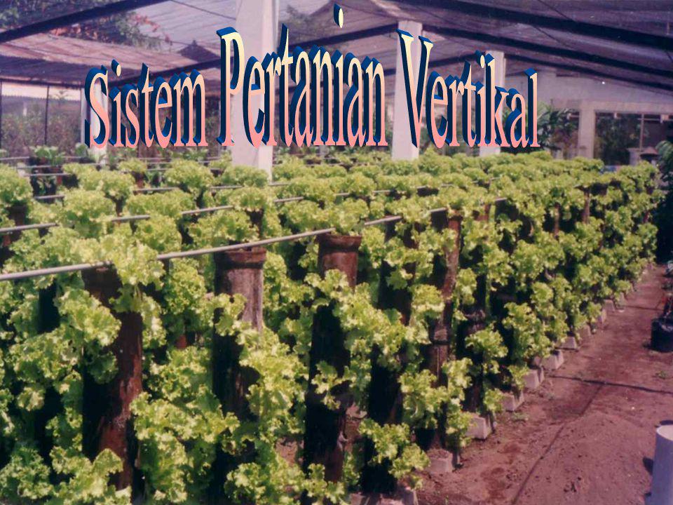 Sistem Pertanian Vertikal