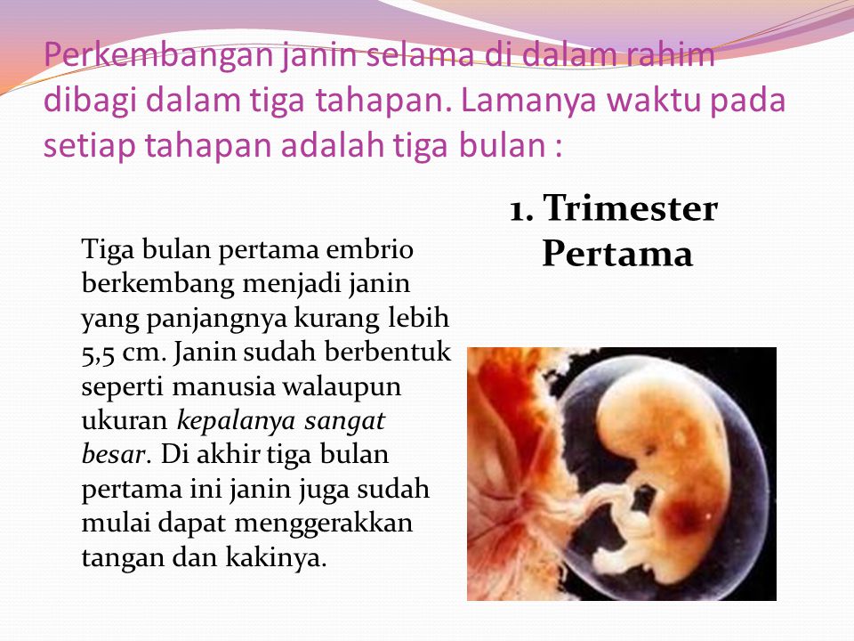 Perkembangan janin selama di dalam rahim dibagi dalam tiga tahapan
