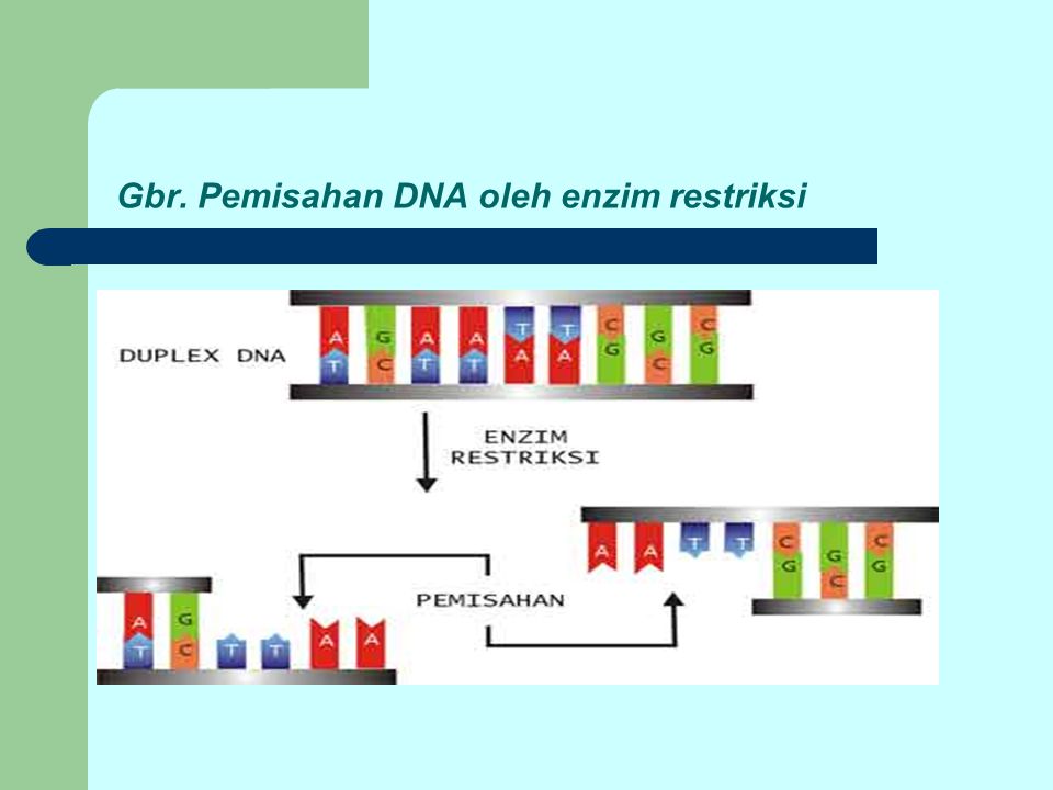 Gbr. Pemisahan DNA oleh enzim restriksi