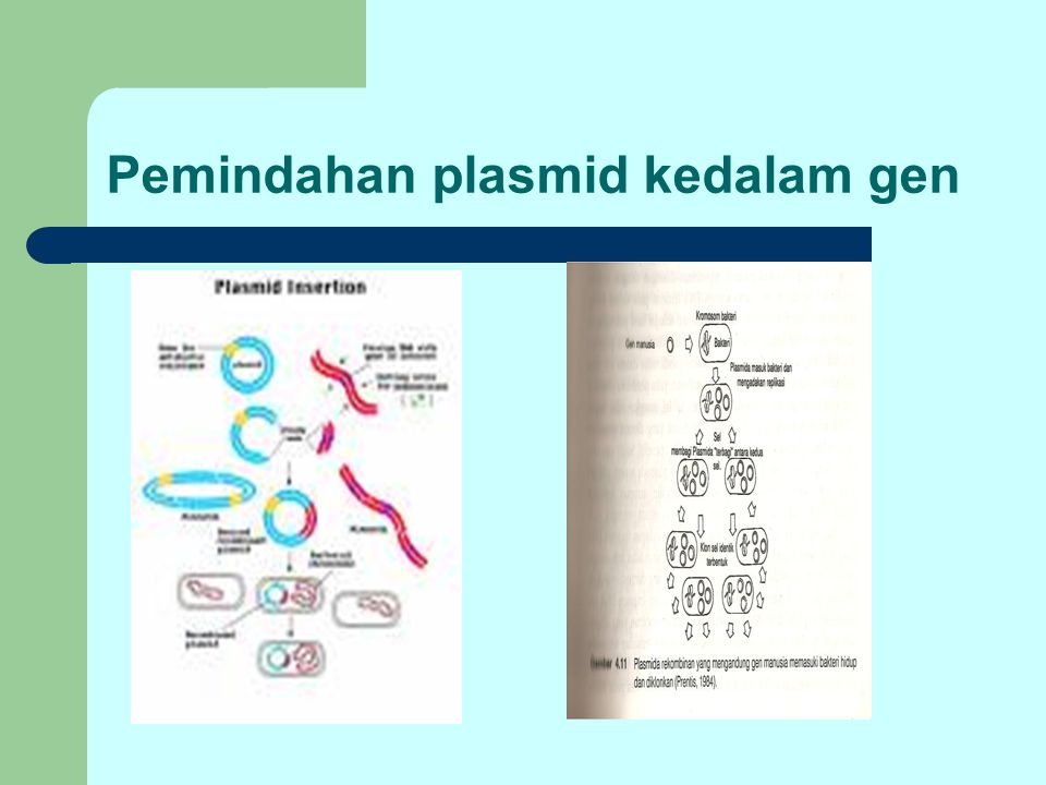 Pemindahan plasmid kedalam gen