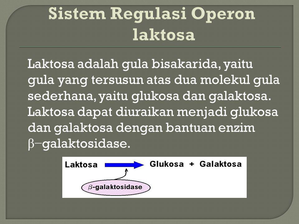 Sistem Regulasi Operon laktosa