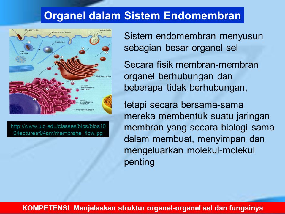 KOMPETENSI: Menjelaskan struktur organel-organel sel dan fungsinya