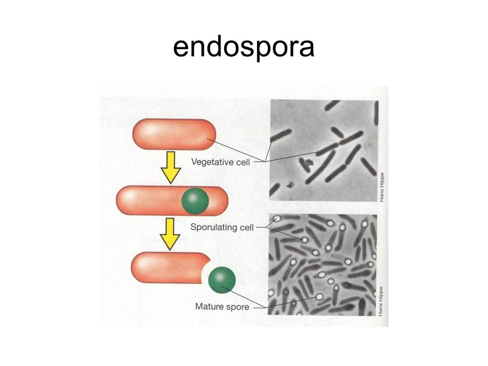 endospora