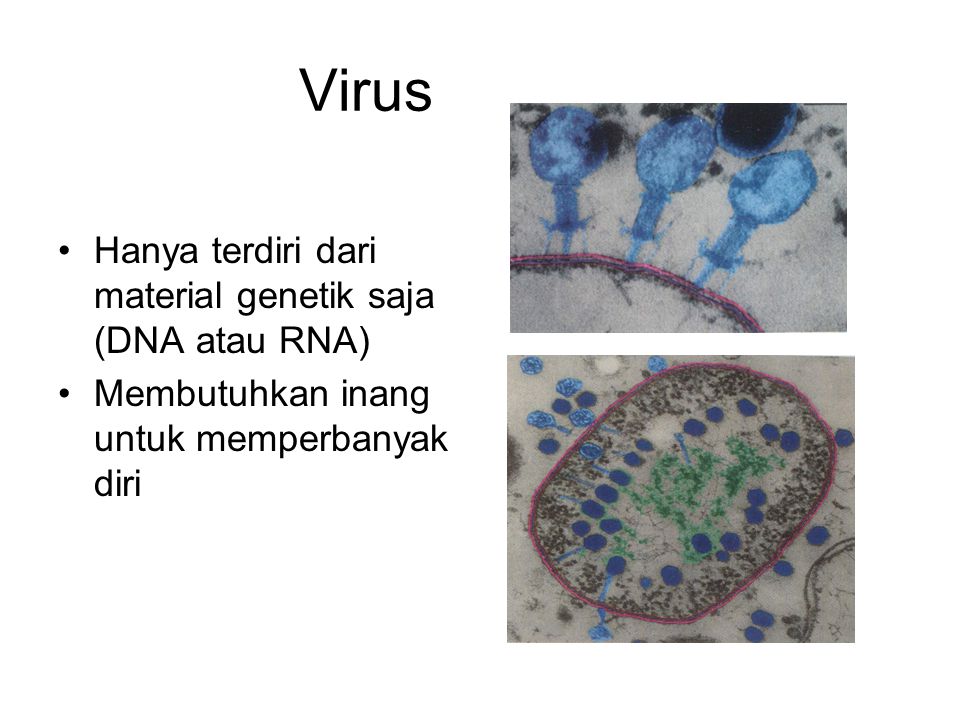 Virus Hanya terdiri dari material genetik saja (DNA atau RNA)
