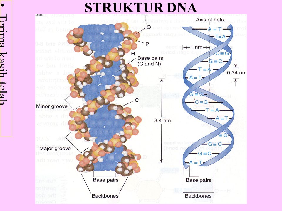 STRUKTUR DNA
