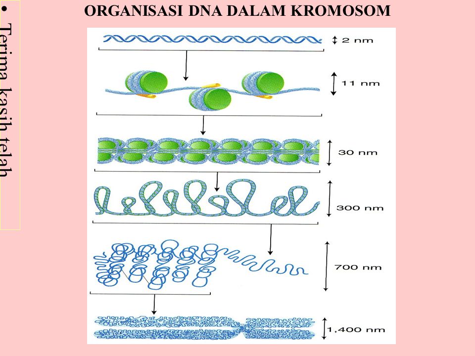 ORGANISASI DNA DALAM KROMOSOM
