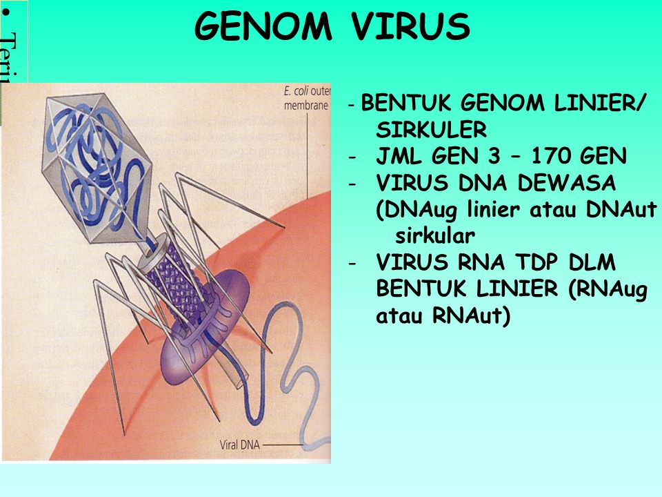 GENOM VIRUS BENTUK GENOM LINIER/ SIRKULER JML GEN 3 – 170 GEN