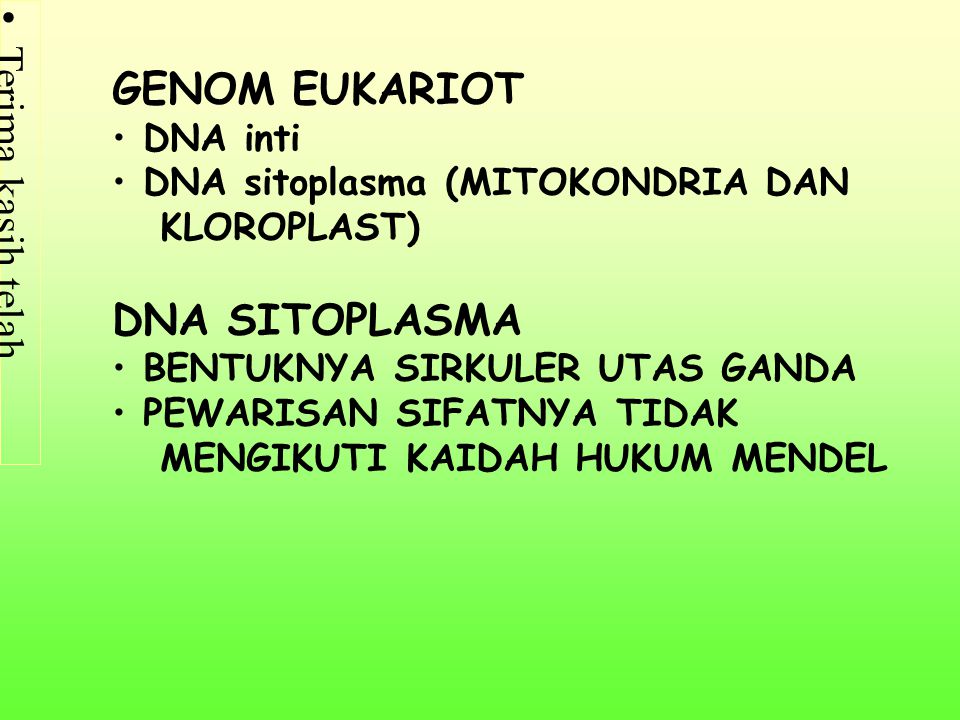 GENOM EUKARIOT DNA SITOPLASMA DNA inti DNA sitoplasma (MITOKONDRIA DAN