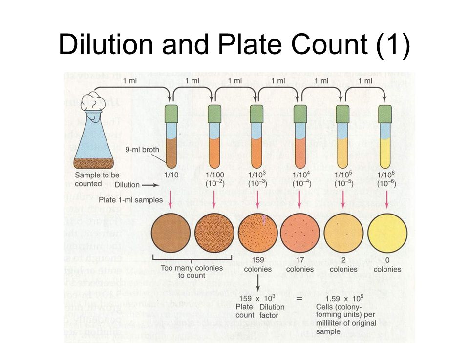 Dilution and Plate Count (1)