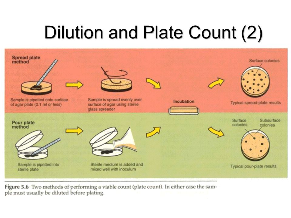 Dilution and Plate Count (2)