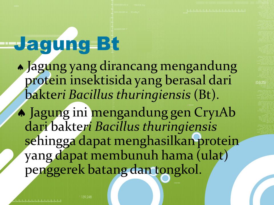 Jagung Bt  Jagung yang dirancang mengandung protein insektisida yang berasal dari bakteri Bacillus thuringiensis (Bt).