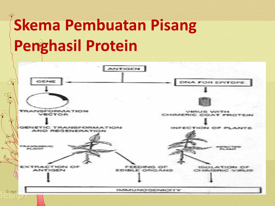 Skema Pembuatan Pisang Penghasil Protein