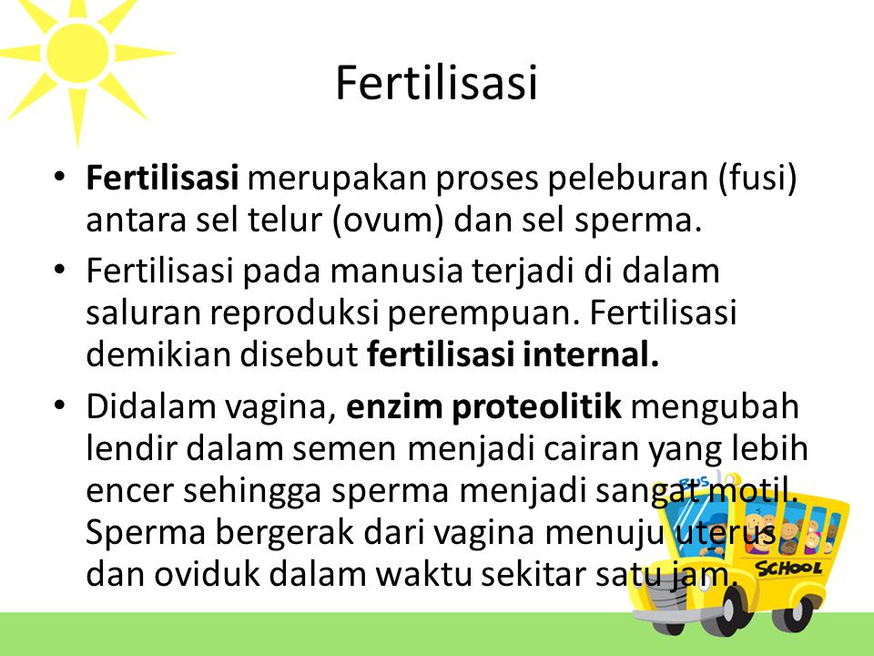 Fertilisasi Fertilisasi merupakan proses peleburan (fusi) antara sel telur (ovum) dan sel sperma.