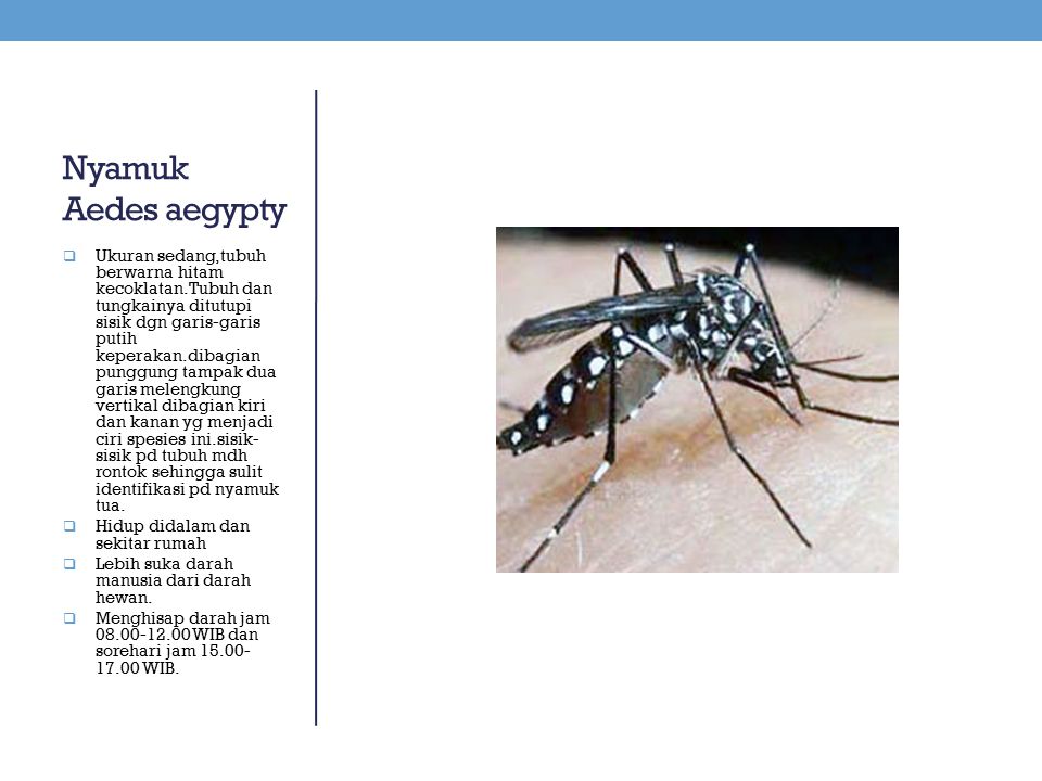 Nyamuk Aedes aegypty
