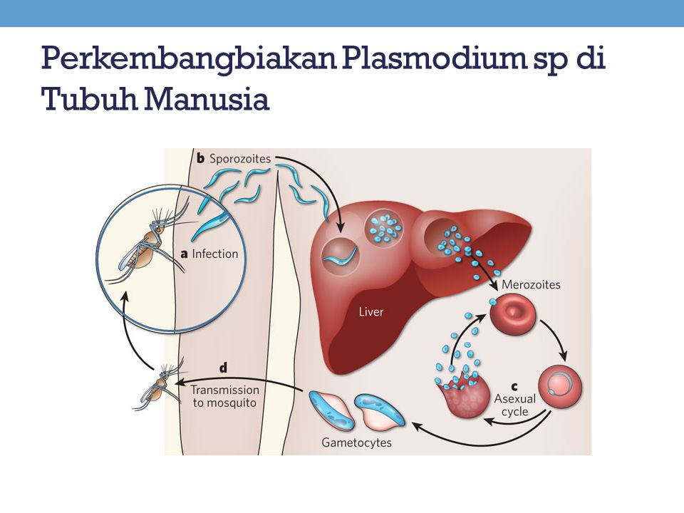 Perkembangbiakan Plasmodium sp di Tubuh Manusia