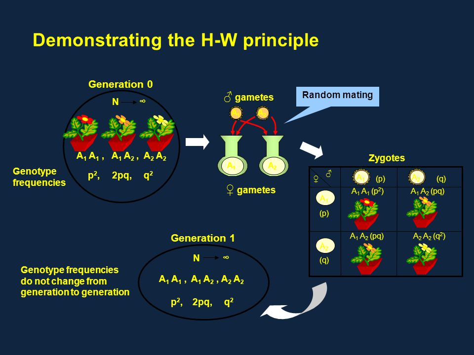 Demonstrating the H-W principle