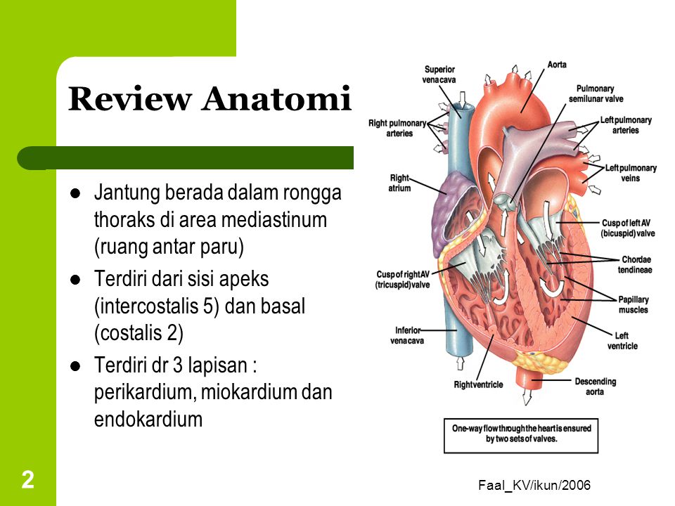 Review Anatomi Jantung berada dalam rongga thoraks di area mediastinum (ruang antar paru)