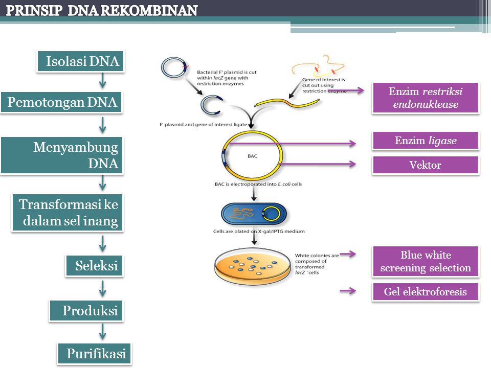 PRINSIP DNA REKOMBINAN