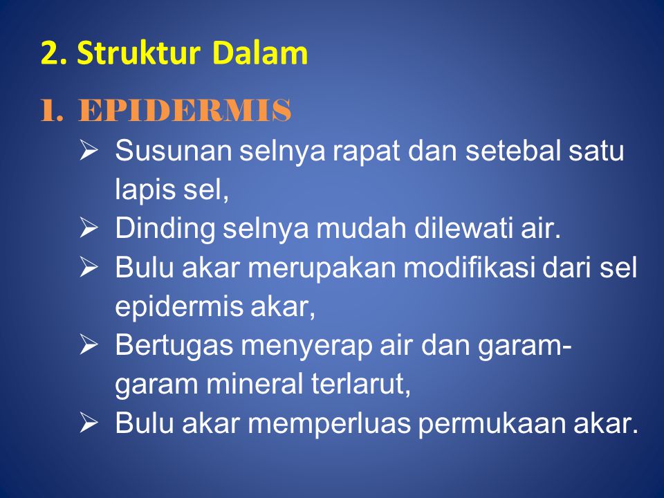 2. Struktur Dalam EPIDERMIS
