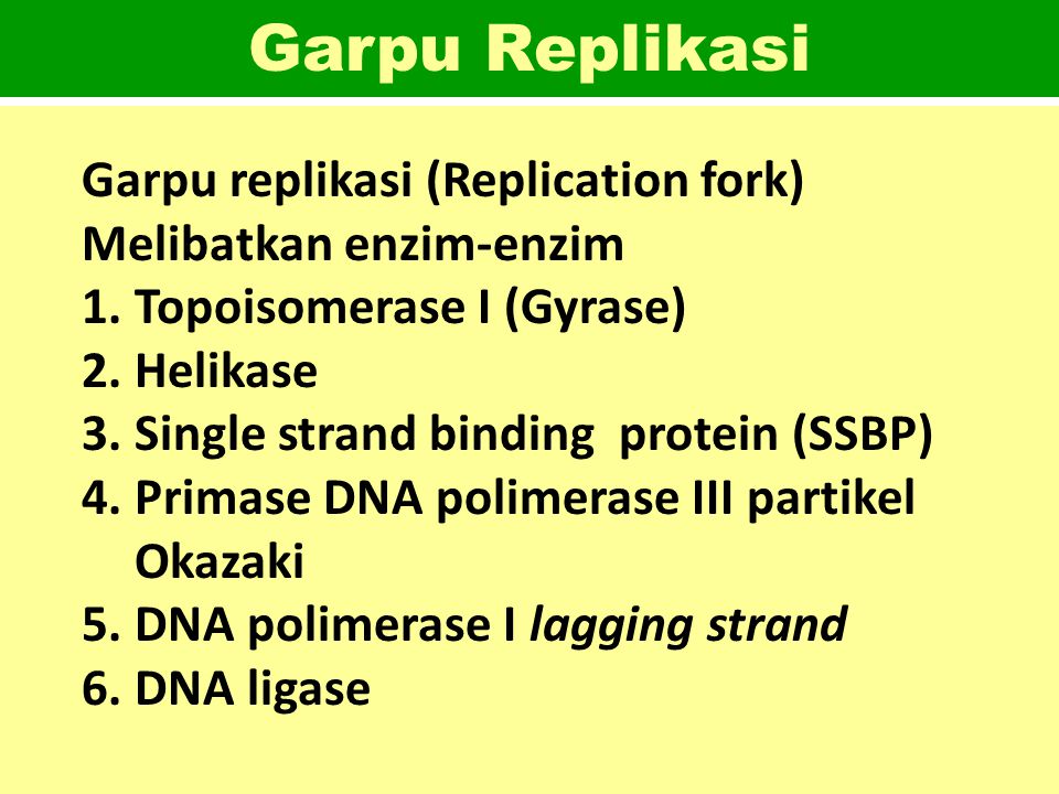 Garpu Replikasi Garpu replikasi (Replication fork)