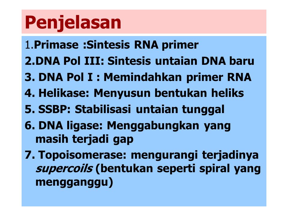Penjelasan 1.Primase :Sintesis RNA primer