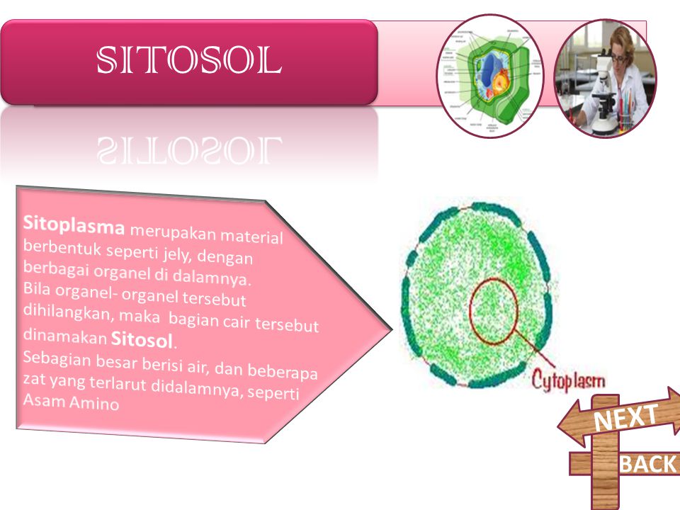 SITOSOL Sitoplasma merupakan material berbentuk seperti jely, dengan berbagai organel di dalamnya.